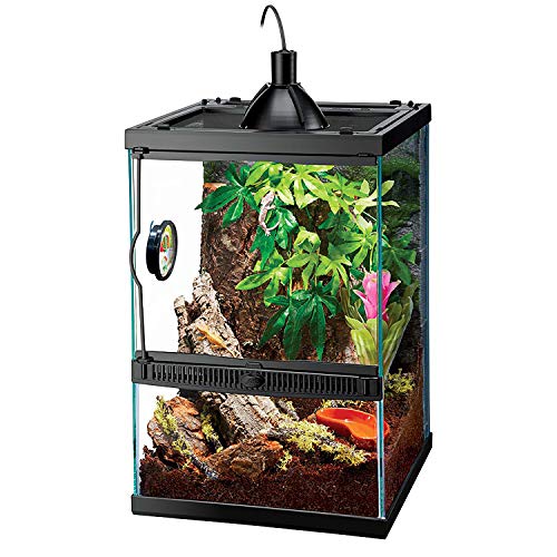 Amphibian Terrarium